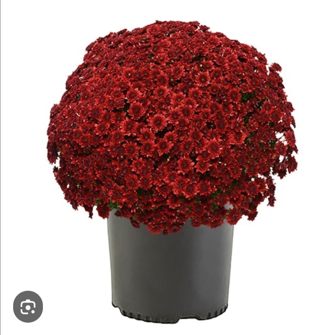 A 4-inch potted chrysanthemum covered in deep red blooms against a white background.