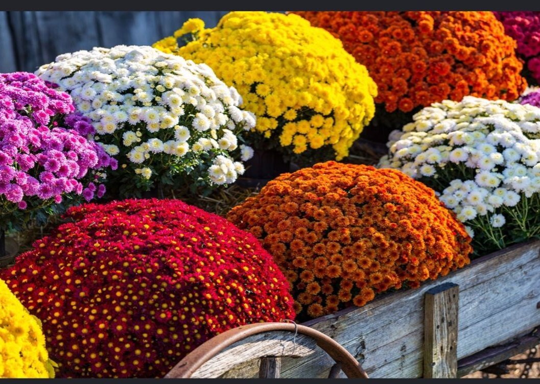 A colorful seasonal display of yellow, white, orange, red, and purple chrysanthemums